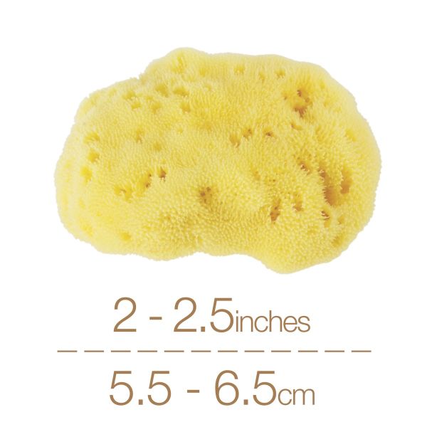 Caya® Contoured Diaphragm